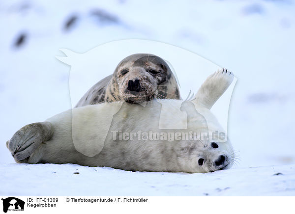 Kegelrobben / grey seals / FF-01309