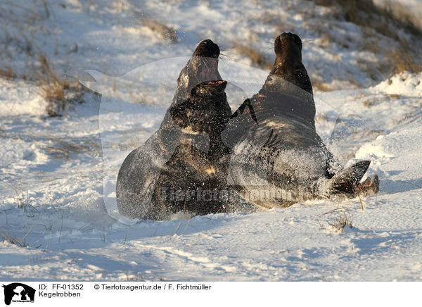 Kegelrobben / grey seals / FF-01352