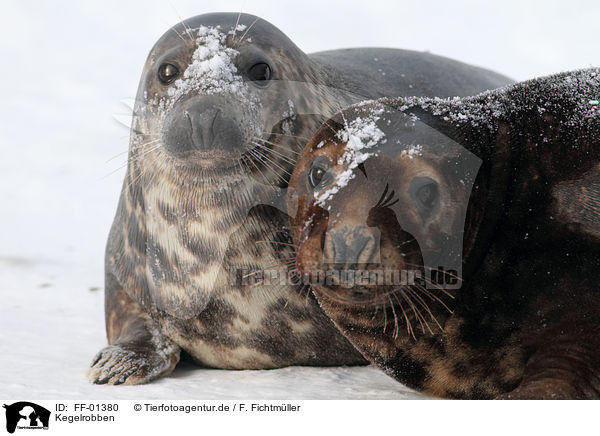 Kegelrobben / grey seals / FF-01380