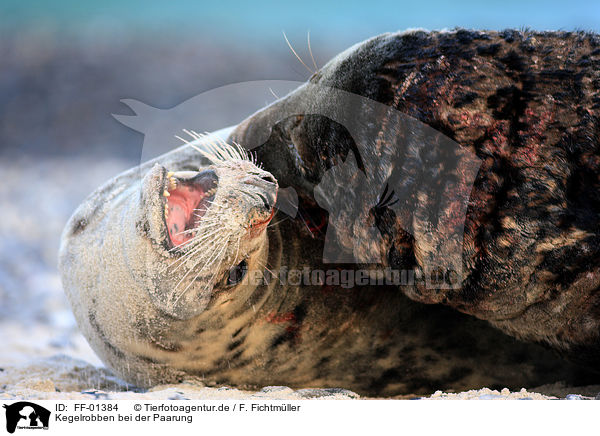 Kegelrobben bei der Paarung / pairing grey seals / FF-01384
