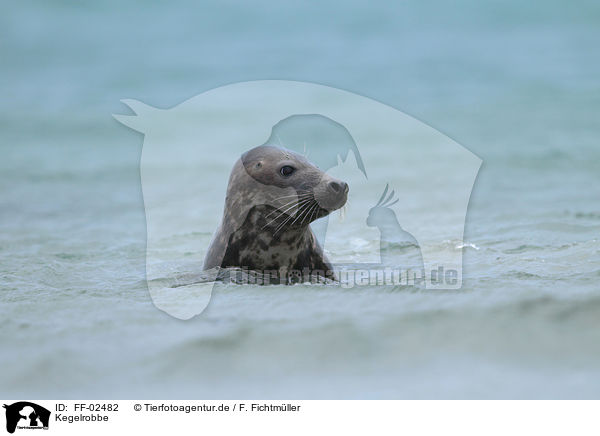 Kegelrobbe / grey seal / FF-02482