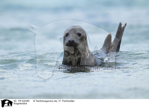 Kegelrobbe / grey seal / FF-02485