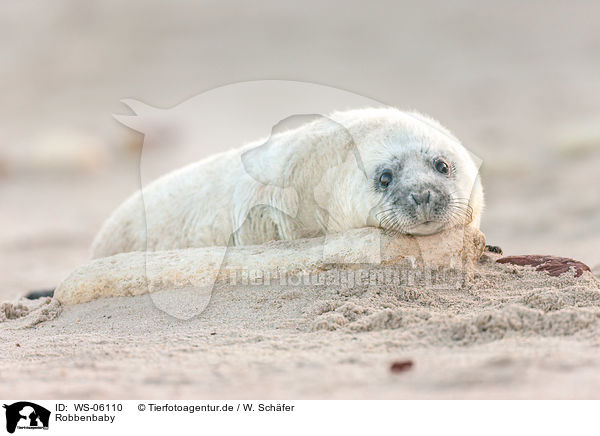 Robbenbaby / young grey seal / WS-06110
