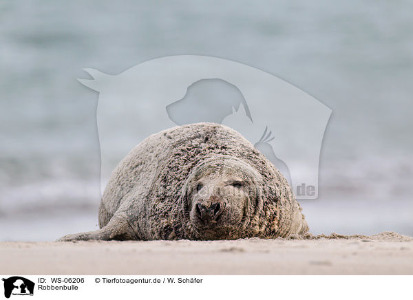 Robbenbulle / grey seal bull / WS-06206