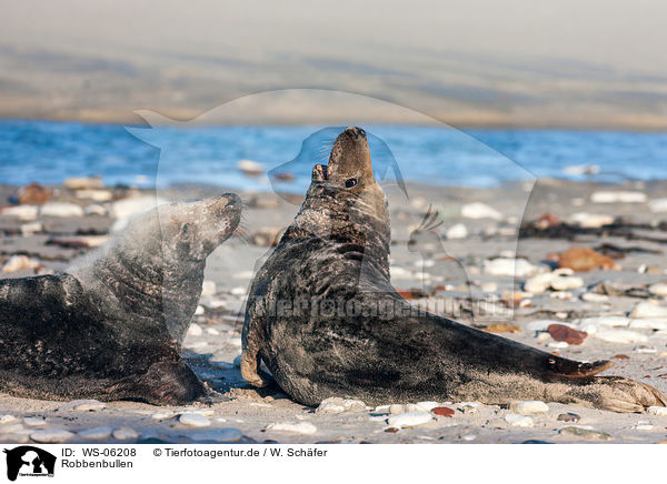 Robbenbullen / grey seal bulls / WS-06208