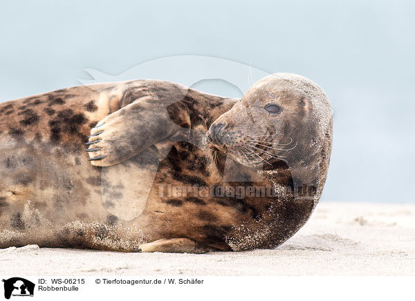 Robbenbulle / grey seal bull / WS-06215