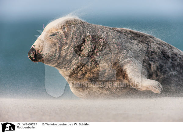 Robbenbulle / grey seal bull / WS-06221