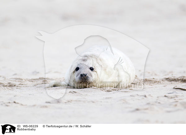 Robbenbaby / young grey seal / WS-06229