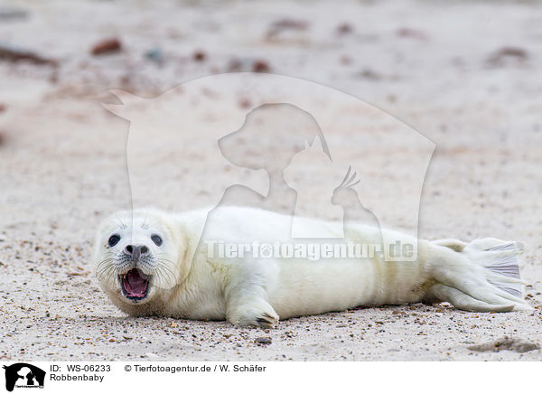 Robbenbaby / young grey seal / WS-06233