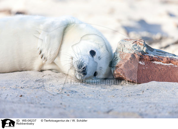 Robbenbaby / young grey seal / WS-06237