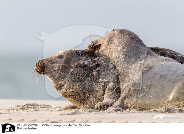 Robbenbullen / grey seal bulls / WS-06239