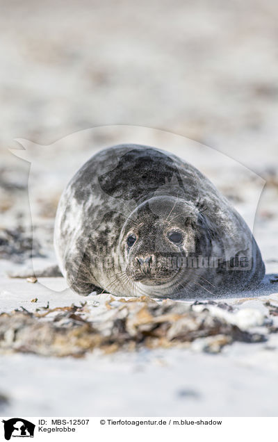 Kegelrobbe / grey seal / MBS-12507