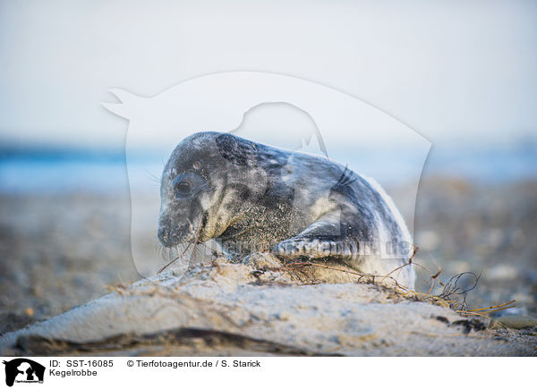 Kegelrobbe / grey seal / SST-16085