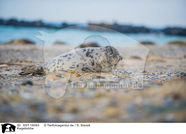 Kegelrobbe / grey seal / SST-16093