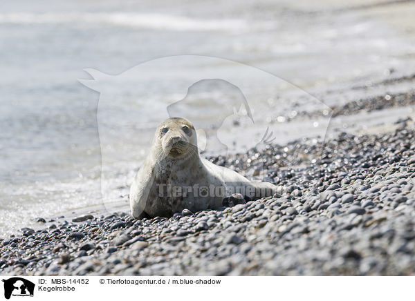 Kegelrobbe / grey seal / MBS-14452