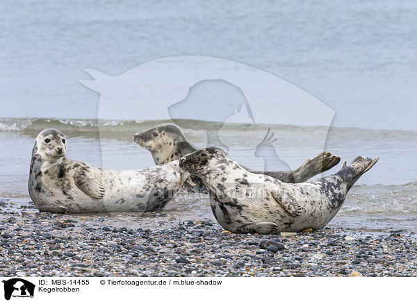 Kegelrobben / grey seals / MBS-14455