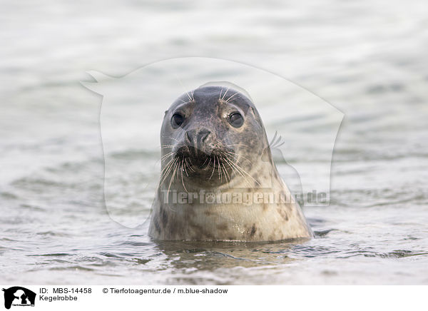 Kegelrobbe / grey seal / MBS-14458