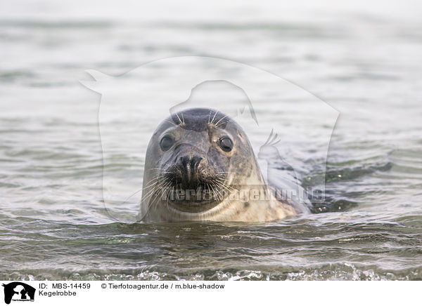 Kegelrobbe / grey seal / MBS-14459