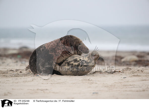 Kegelrobben / grey seals / FF-05248