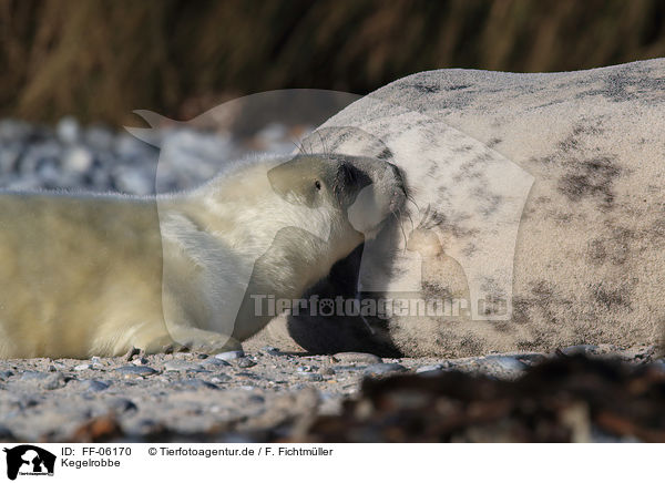 Kegelrobbe / grey seal / FF-06170