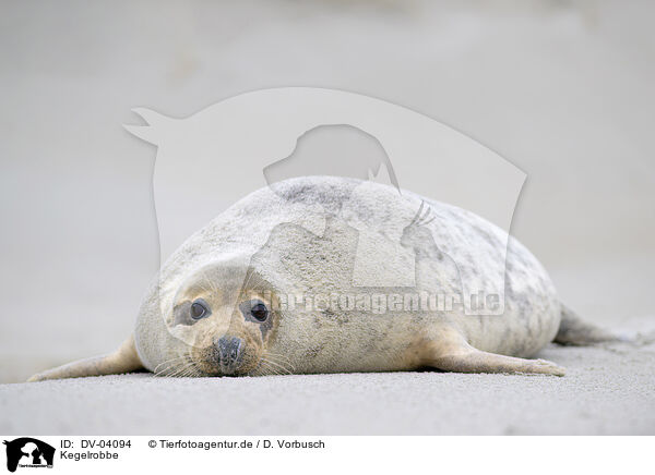 Kegelrobbe / grey seal / DV-04094