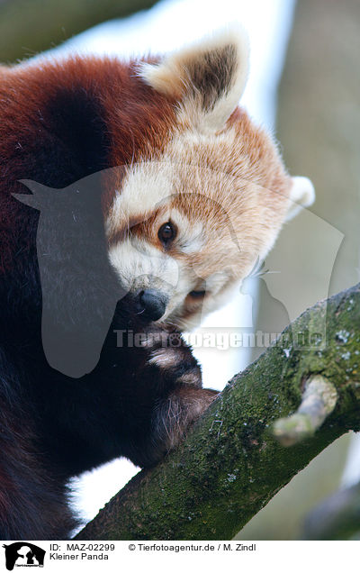 Kleiner Panda / lesser red panda / MAZ-02299