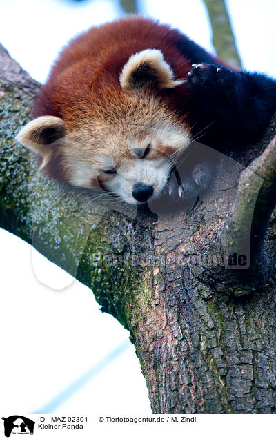 Kleiner Panda / lesser red panda / MAZ-02301