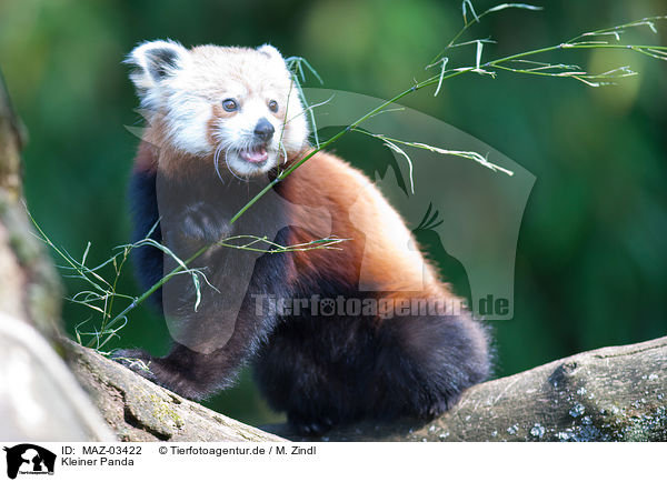 Kleiner Panda / lesser red panda / MAZ-03422