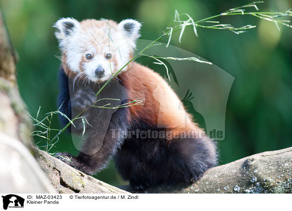 Kleiner Panda / lesser red panda / MAZ-03423