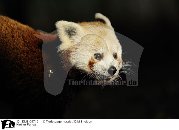 Kleiner Panda / lesser panda / DMS-05716
