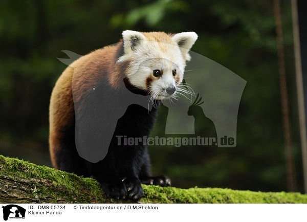 Kleiner Panda / lesser panda / DMS-05734