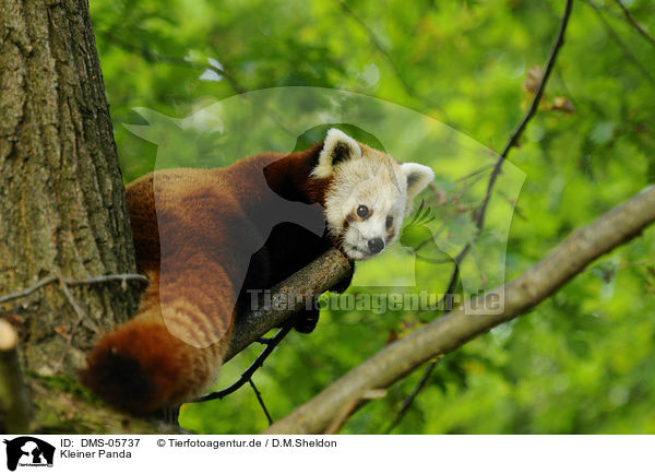 Kleiner Panda / lesser panda / DMS-05737