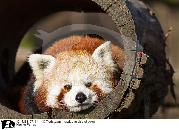 Kleiner Panda / lesser panda / MBS-07104