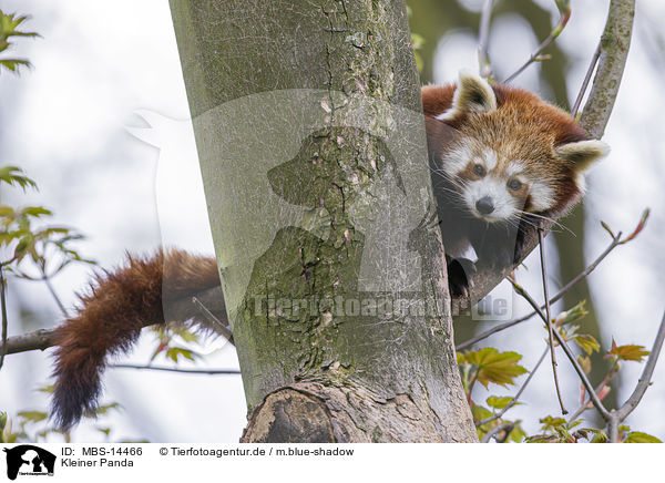 Kleiner Panda / lesser panda / MBS-14466