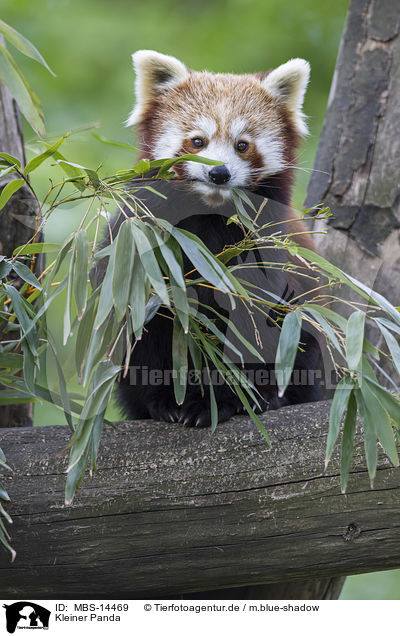 Kleiner Panda / lesser panda / MBS-14469