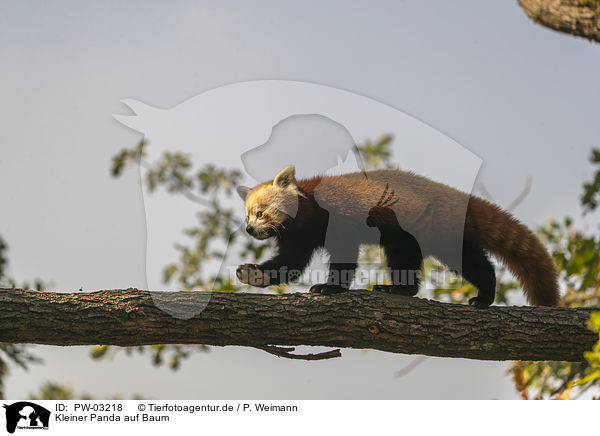 Kleiner Panda auf Baum / Red Panda on e tree / PW-03218