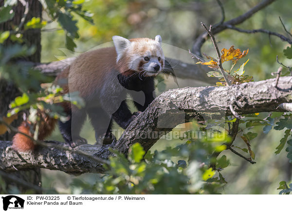 Kleiner Panda auf Baum / Red Panda on e tree / PW-03225