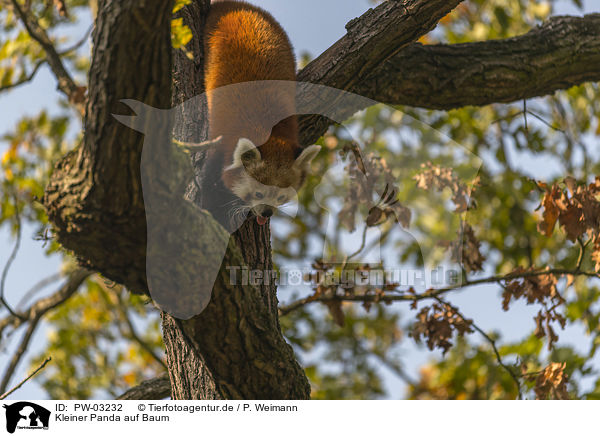 Kleiner Panda auf Baum / PW-03232