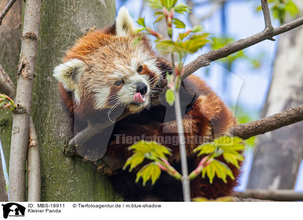 Kleiner Panda / lesser panda / MBS-18911