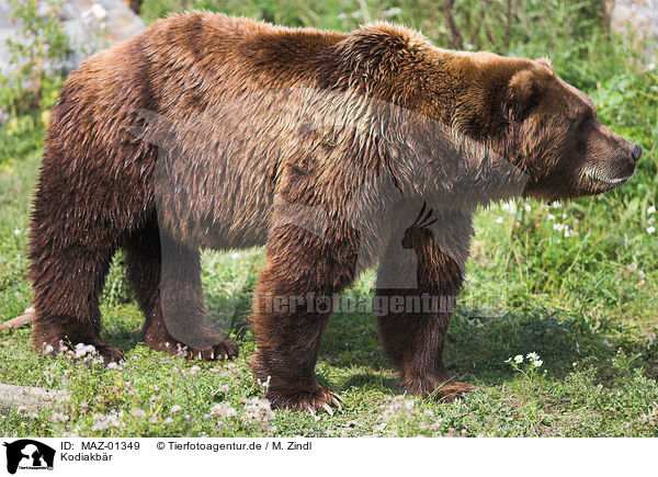 Kodiakbr / kodiak bear / MAZ-01349