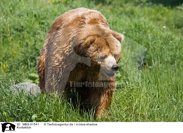 Kodiakbr / Kodiak bear / MBS-01541