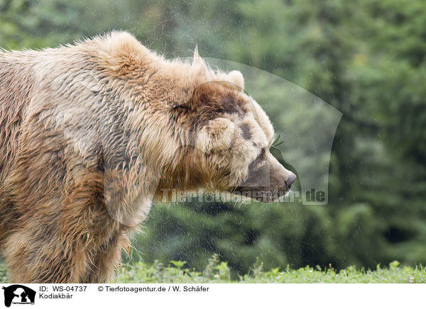 Kodiakbr / Kodiak bear / WS-04737