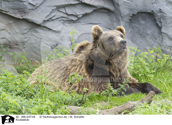 Kodiakbr / Kodiak bear / WS-04739