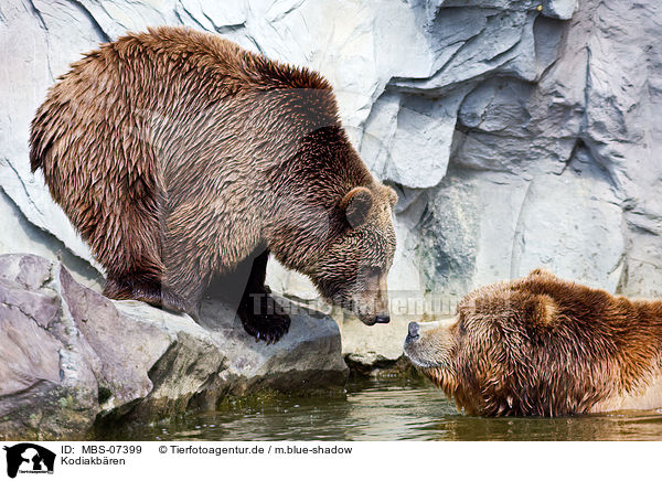 Kodiakbren / Kodiak bears / MBS-07399