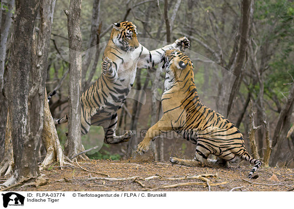 Indische Tiger / Bengal tiger / FLPA-03774