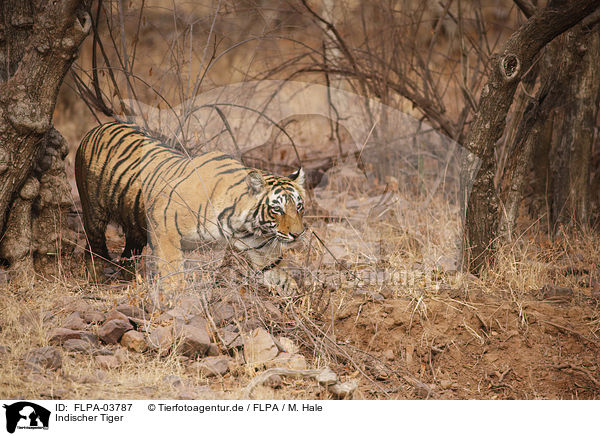 Indischer Tiger / Bengal tiger / FLPA-03787