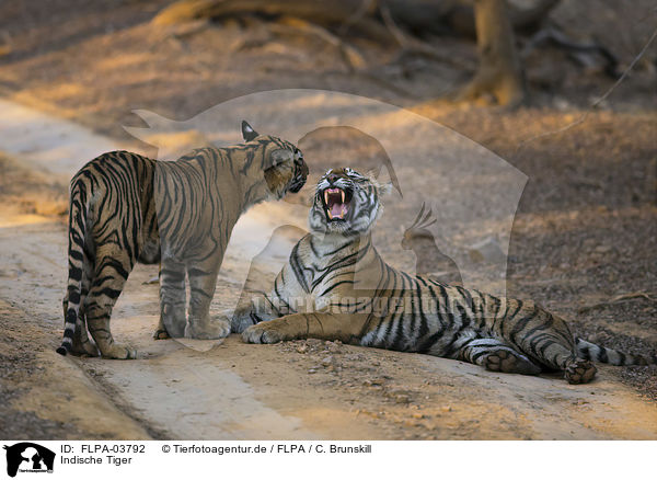 Indische Tiger / Bengal tiger / FLPA-03792