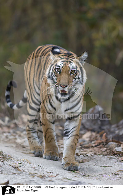 Indischer Tiger / FLPA-03869