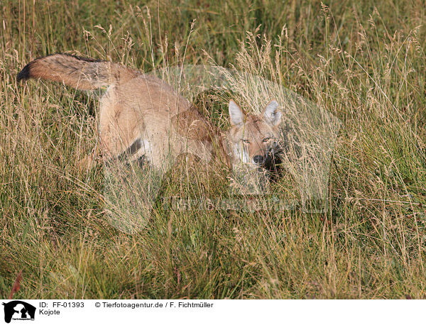Kojote / coyote / FF-01393
