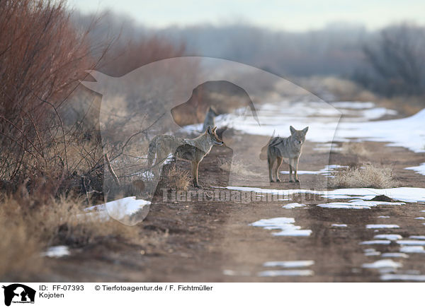 Kojoten / coyotes / FF-07393